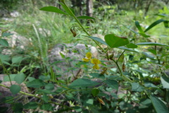 Rhynchosia suaveolens